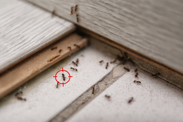 Best Commercial Pest Control Services  in Oak Bluffs, MA
