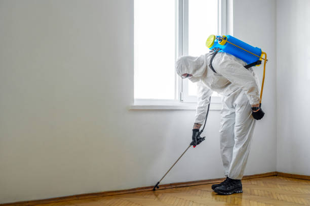 Best Termite Control Services  in Oak Bluffs, MA