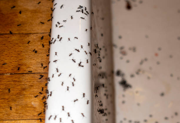 Best Bed Bug Extermination  in Oak Bluffs, MA