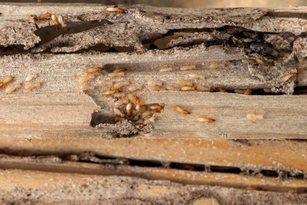Best Pest Prevention Services  in Oak Bluffs, MA