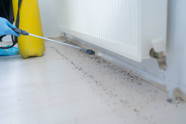 Best Emergency Pest Control  in Oak Bluffs, MA