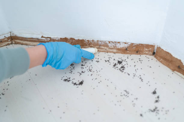 Best Best Pest Control Companies  in Oak Bluffs, MA